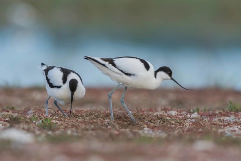 Avocet (Recurvirostra avosetta), Paar am Nest, Burgenland, Austria, Europe