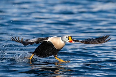 King eider (Somateria spectabilis), male in flight, winter, Batsfjord, Båtsfjord, Varanger