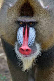 Mandrill (Mandrillus sphinx), male, animal portrait, captive, South-West Region, Cameroon, Africa