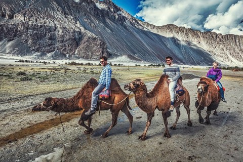 HUNDER, INDIA, SEPTEMBER 11, 2012: Western tourists riding camels in Nubra valley in Himalayas,