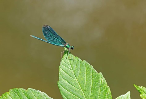 Dragonfly on leaf, beautiful demoiselle (Calopteryx virgo), Garstedt, Lower Saxony, Germany, Europe