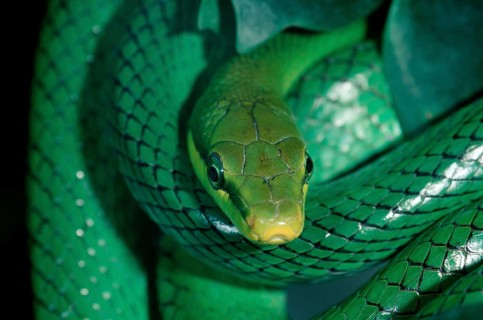 Red-tailed Green Ratsnake (Gonyosoma oxycephala) (Elaphe oxycephala)