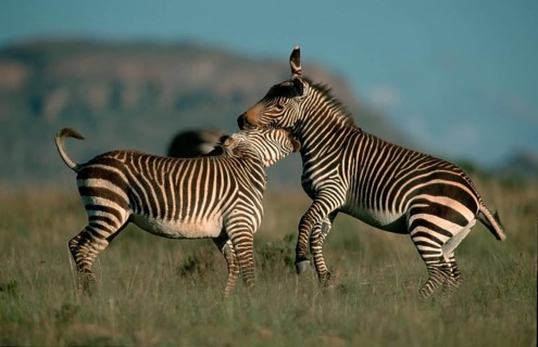 Cape mountain zebras (Equus zebra zebra), fighting stallions, Mountain Zebra National Park, South