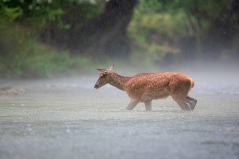 Red deer (Cervus elaphus), stag calf walking through mountain stream in pouring rain