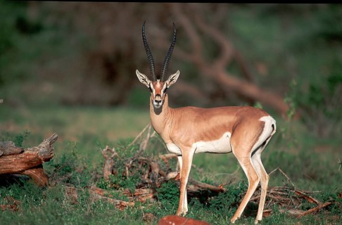 Grant's Gazelle (Gazella granti), male, Samburu Game Reserve, Kenya, side, Africa