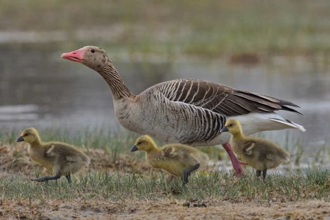 Greylag goose (Anser anser) with chicks, Burgenland, Austria, Europe