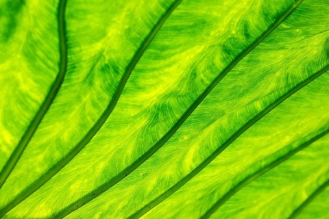 Leaf of the giant taro (Alocasia macrorrhizos), backlit close-up, Madeira, Portugal, Europe