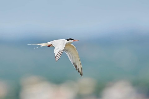 Elegant tern (Thalasseus elegans) flying in the sky above the sea, hunting, ebro delta, Catalonia,
