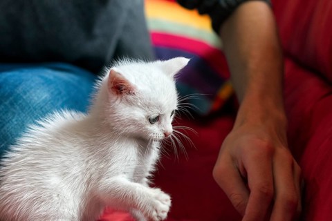 White kitten, domestic cat, playing excitedly on the sofa, Germany, Europe