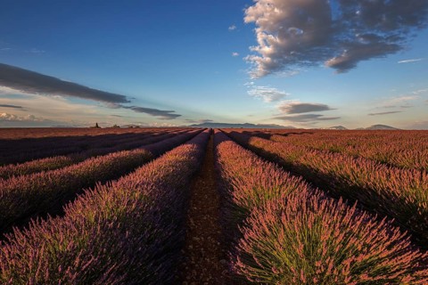 Lavender field, flowering true lavender (Lavandula angustifolia), near Valensole, evening light,