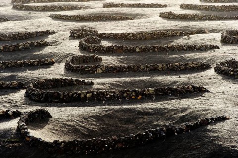 Winefields, La Geria, Lanzarote, Canary Islands, Spain Winefields, Lanzarote, Canary Islands,