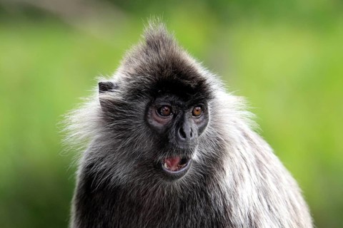 Silvered Leaf Monkey, Labuk Bay, Sabah, Borneo, Malaysia (Trachypithecus cristatus) (Presbytis