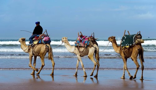 Morocco, dromedary driver, beach, Essaouira, Africa