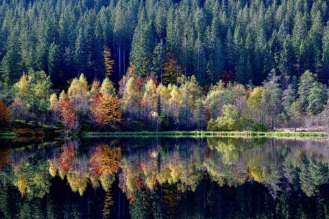 Trees reflected in the Sankenbachsee, Karsee, autumn, near Baiersbronn, Freudenstadt district,