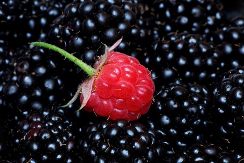 Raspberry (Rubus idaeus) at Rubus fruticosus (Rubus fruticosus)