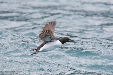 Thick-billed murre (Uria lomvia), Brünnich's guillemot in flight above sea water, native to the
