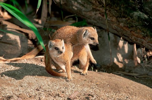 Young yellow mongoose (Cynictis penicillata)