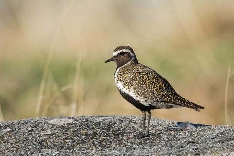 European golden plover (Pluvialis apricaria) stands on a stone, northern Norway, Norway, Europe