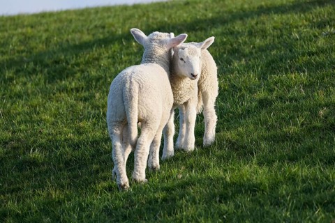 Domestic sheep (Ovis gmelini aries) lambs cuddling on the dyke, baby animals, Schleswig-Holstein,
