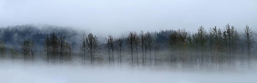 Fog over the Pacific rainforest, Prince William Sound, Alaska