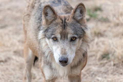 Mongolian wolf (Canis lupus chanco) in Gevaudan Park. Marvejols, Cevennes, France, Europe
