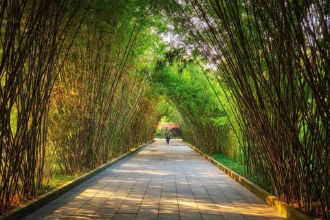 Path in bamboo forest brove in Wangjiang Pavilion (Wangjiang Tower) Wangjianglou Park. Chengdu,