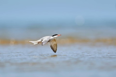 Elegant tern (Thalasseus elegans) flying in the sky above the sea, hunting, ebro delta, Catalonia,