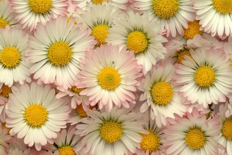 Common daisy (Bellis perennis), medicinal plant, naturopathy classifies the daisy among other