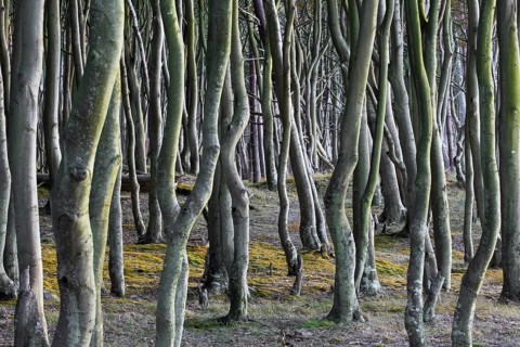 Beech trees at Darß, Darss west coast, Fischland-Darß-Zingst, Western Pomerania Lagoon Area NP,