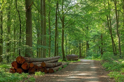 Forest near Sellin, Rügen Island, Mecklenburg-Western Pomerania, Germany, Europe