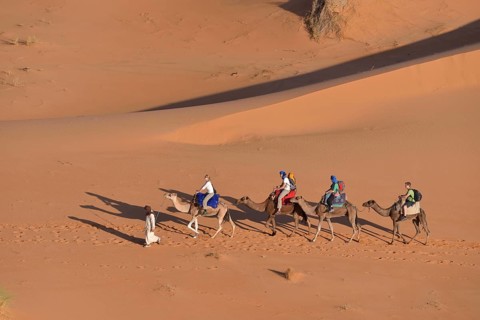 Tourists riding on camels through the dunes, Sahara, Merzouga, Meknès-Tafilalet region, Morocco,