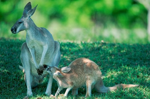 Red red kangaroo (Macropus rufus), female with young, Australia, Oceania