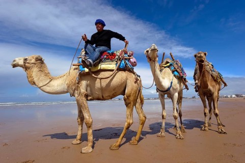 Morocco, dromedary driver, beach, Essaouira, Africa