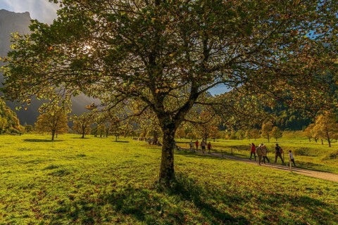 Engtal, Großer Ahornboden, Karwendel Mountains, Kalkalpen, Austria, Autumn-coloured sycamore maple
