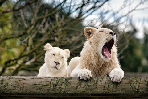 White lions (Panthera leo), pair, male roaring, mouth open, colour mutation, leucism, captive,