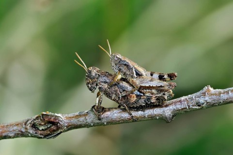 Small grasshopper, Small grasshoppers, Grasshopper, Grasshoppers, Other animals, Insects, Animals,