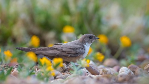 Crag martin (Ptyonoprogne rupestris) searching for nesting material on the ground, La Serena steppe