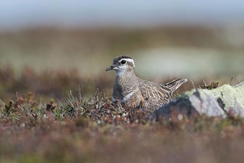 Eurasian Dotterel (Charadrius morinellus), sits in nest on the ground, ground breeder, tundra