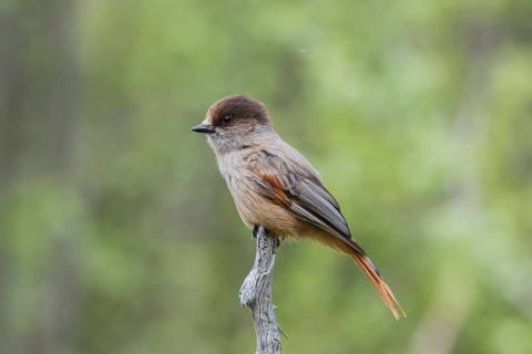 Siberian jay (Perisoreus infaustus) sits on a branch, Lapland, Sweden, Europe