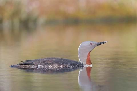 Red-throated diver (Gavia stellata) swims in the water, Dalarna, Sweden, Europe