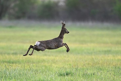 Roe deer (Capreolus capreolus), roebuck jumping, on the run, Lake Neusiedl National Park,