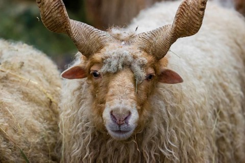 Portrait of a white Racka or Hortobágy Racka Sheep (Ovis aries strepsiceros hungaricus) with its
