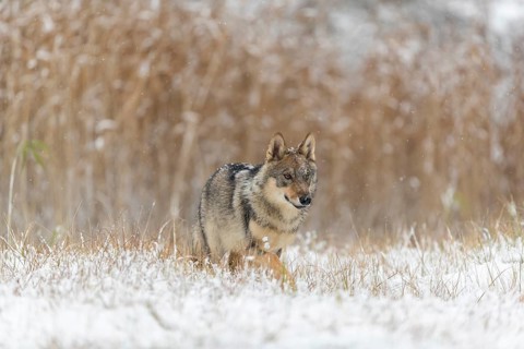 One young male eurasian gray wolf (Canis lupus lupus) running towards the camera over a snow