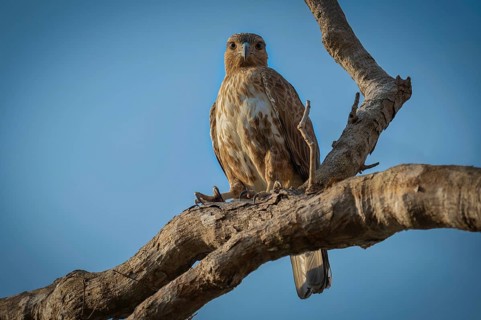 Madagascar buzzard (Buteo brachypterus) in the dry forests of western Madagascar