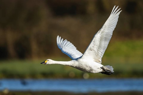 Tundra Swan, Bewick's Swan, Cygnus columbianus in flight at winter in Slimbridge, England, United