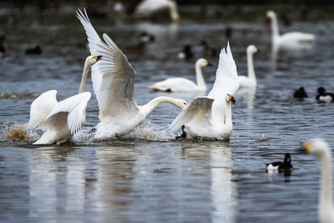 Tundra Swan, Bewick's Swan, Cygnus columbianus at winter in Slimbridge, England, United Kingdom,