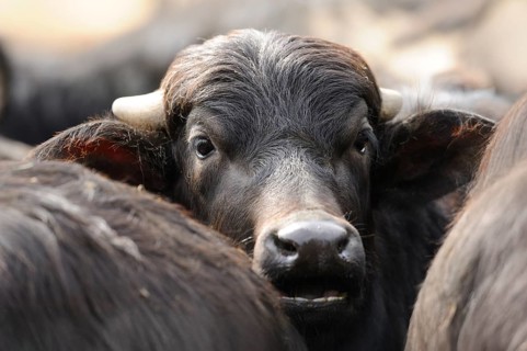 Buffalo looking through a herd, surrounded by other buffalo, Water buffalo (Bubalus arnee), Bavaria