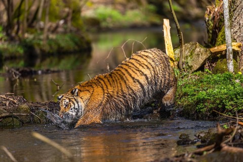 One young female Siberian Tiger, Panthera tigris altaica, walking thru a creek in a forest. Early