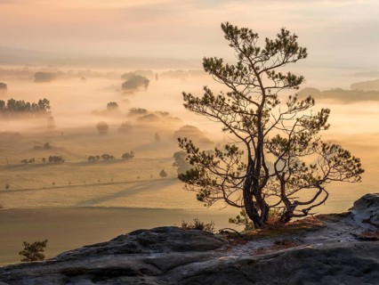 Stunted pine tree at the Teufelsmauer, view of the Harz foreland in morning light and morning fog,
