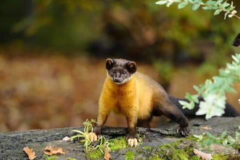 A bright golden-brown marten stands on mossy ground in autumn forest, coloured marten (Martes